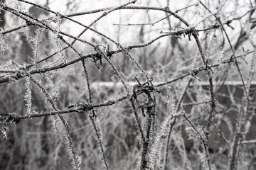 Icy thorns of the first frosts on plants and barbed wire