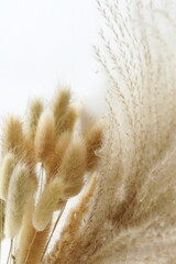 pampas grass neutral beige color background close up. Plant texture. Poster. Scandinavian minimalistic  home design.
