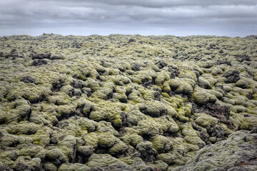 Icelandic Lava Field