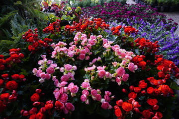 Obraz premium flower in garden