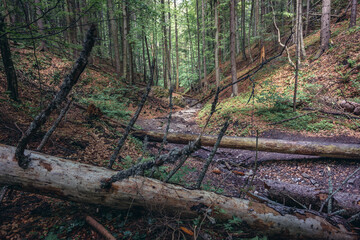 Obraz premium Path of the Sucha Bela hiking trail in park called Slovak Paradise, Slovakia