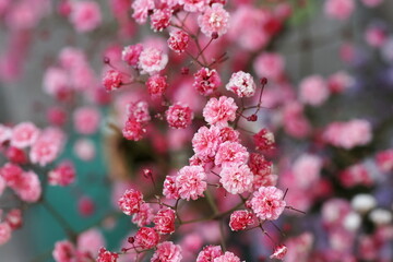 Pink gypsophila flowers or baby's breath flowers close up on gray background selective focus.Macro flowers texture. Poster