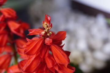 Fototapeta premium flower in garden