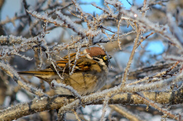 bird in the snow