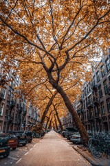 Leaning Trees in Amsterdam City - Autumn Vibes - Holland © Robine