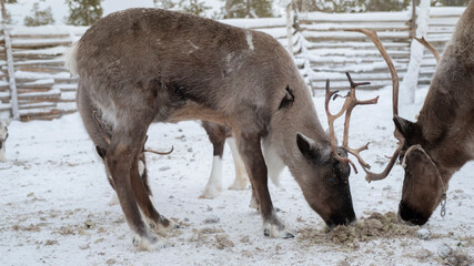 Reindeer with horn eating dry grass in winter tundra weather, pasture reindeer pet inside wood fence for sled traveler outdoor activity. Reindeer is animal for Christmas © Chanokporn