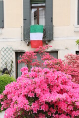 a large number of blooming pink flowers on a bush, in the background a building and an Italian flag
