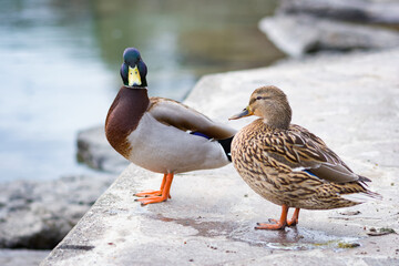 Careful duck and partner
