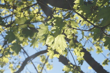 leaves and blue sky