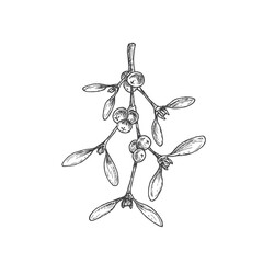 Hand Drawn Christmas Mistletoe Leaves Branch with Berries Vector Illustration. Abstract Sketch. Winter Holiday Engraving Style Drawing. Isolated