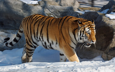 Male Siberian Tiger pacing in the snow