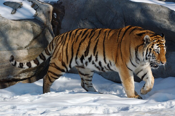 Fototapeta na wymiar Male Siberian Tiger prowling in the snow