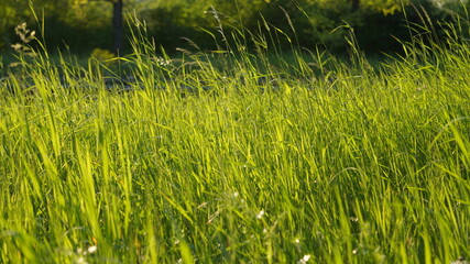 green grass in the wind