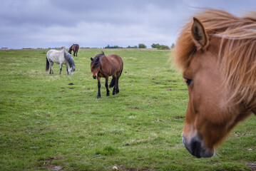 Naklejka na ściany i meble Icelandic horses on a pasture in southern Iceland