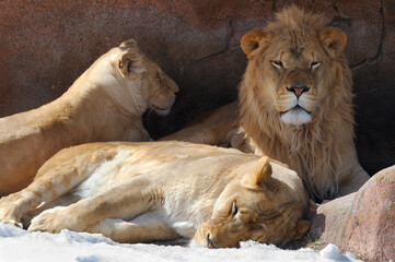 Three lions in a den in winter with snow