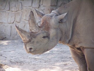 Fototapeta premium white rhino close up portrait
