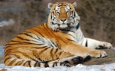 Fototapeta na wymiar Siberian Tiger looking out while Lounging on a rock