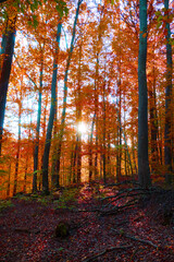 Sun shining through autumn forest