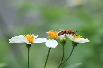 Close-up image of a single Bumble Bee collecting pollen from a garden white daisy flower