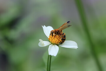 Close-up image of a single Bumble Bee collecting pollen from a garden white daisy flower