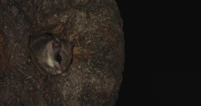 Southern Flying Squirrel eating acorn in cavity at night in dark