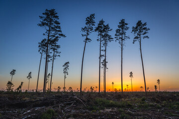 Damaged forest near Rytel village year after storms that passed throung Poland in August 2017, killed 5 people and damaged over 4000 buildings