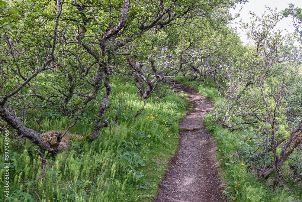 Poster Tourist path to Hundafoss and Svartifoss waterfalls in Skaftafell National Park Skaftafell, Iceland