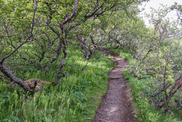 Tourist path to Hundafoss and Svartifoss waterfalls in Skaftafell National Park Skaftafell, Iceland