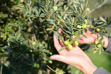closeup of handsome senior man hands holding olives in agriculture field