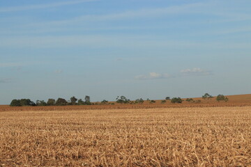 Field after harvest