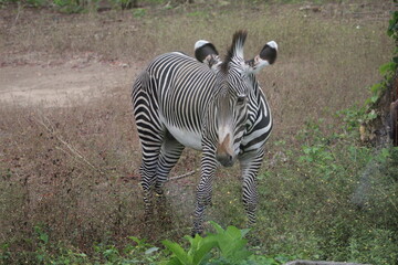 Zebra
