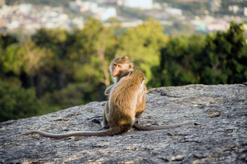 Two monkeys sitting down another one take care of its fur