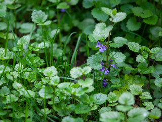 Glechoma hederacea is an aromatic creeper of the mint fam. Lamiaceae. It is commonly known as ground-ivy, gill-over-the-ground, creeping charlie, alehoof, tunhoof, catsfoot, and run-away-robin