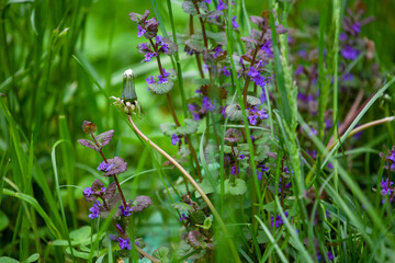 Glechoma hederacea is an aromatic creeper of the mint fam. Lamiaceae. It is commonly known as ground-ivy, gill-over-the-ground, creeping charlie, alehoof, tunhoof, catsfoot, field balm, run-away-robin