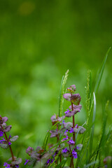 Glechoma hederacea is an aromatic creeper of the mint fam. Lamiaceae. It is commonly known as ground-ivy, gill-over-the-ground, creeping charlie, alehoof, tunhoof, catsfoot, field balm. 