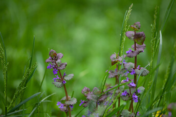 Glechoma hederacea is an aromatic creeper of the mint fam. Lamiaceae. It is commonly known as ground-ivy, gill-over-the-ground, creeping charlie, alehoof, tunhoof, catsfoot, field balm, run-away-robin