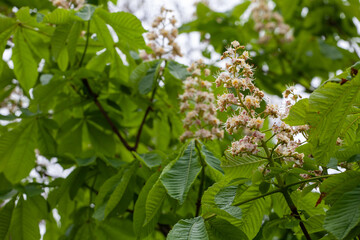 Aesculus hippocastanum, the horse chestnut, is a species of flowering plant in the soapberry and lychee family Sapindaceae. It is a large deciduous, synoecious tree.