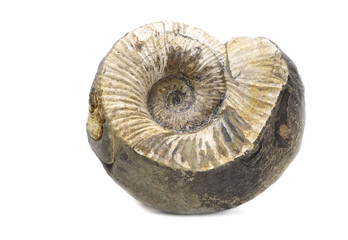 Ammonite fossil isolated on a white background. Fossil spiral snail. Ancient mollusc