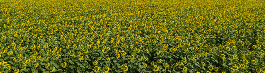 Aerial view from drone of sunflower fields, panorama landscape.