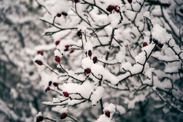 róża, owoc, Rosa canina,dzika róża © Marcin Łazarczyk