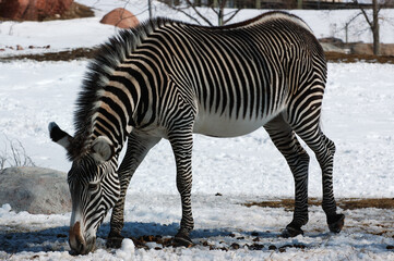 Fototapeta na wymiar Grazing Grevys zebra in snowy field