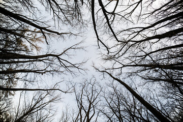tall trees without leaves are high above you