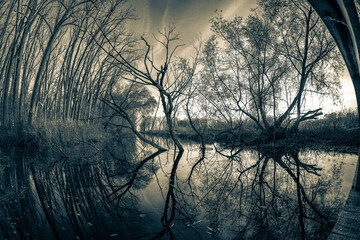 tree limbs reflecting on the marsh at sunset background