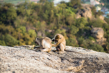 Two monkeys sitting down another one take care of its fur