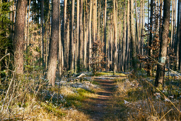 leśna zimowa ścieżka © Marcin Łazarczyk