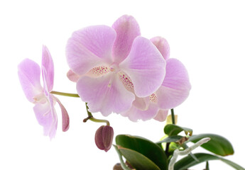 Pink orchid flowers.