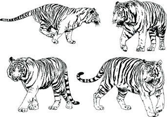 Fototapeta na wymiar a set of vector drawings of various predators , tigers and lions, drawn in ink by hand, realistic for the logo