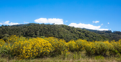 Fototapeta na wymiar Flores amarelas e colina com floresta