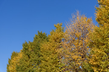 Fototapeta premium 秋の銀杏