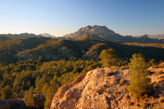Bosque de pino carrasco originado por repoblaci&oacute;n forestal. Cuenca de la rambla del C&aacute;rcabo, Cieza (Murcia).